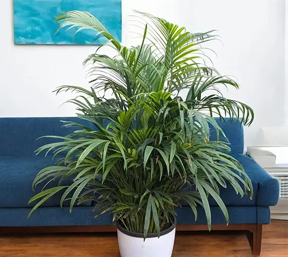 Areca Palm Plant